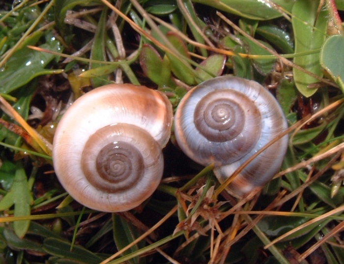 Colore del mollusco in Monacha del gruppo cantiana